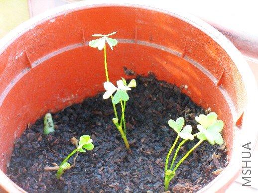 BigBull_nEO_IMG_��Ƭ 092.jpg