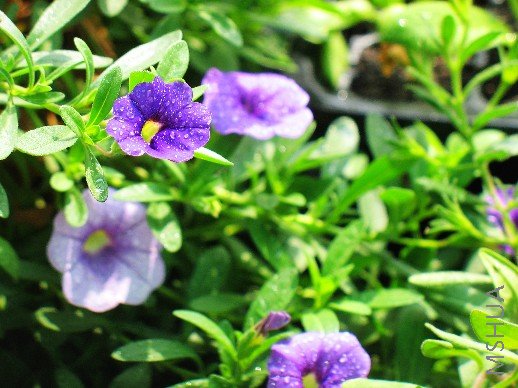 BigBull_nEO_IMG_��Ƭ 094.jpg