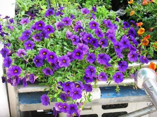 BigBull_nEO_IMG_��Ƭ 102.jpg