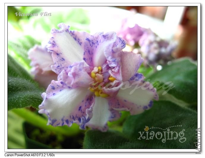 Victorian Flirt 3.jpg