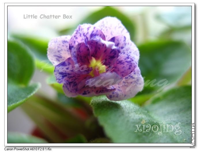 Little Chatter Box.jpg