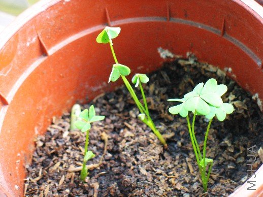 BigBull_nEO_IMG_��Ƭ 097.jpg