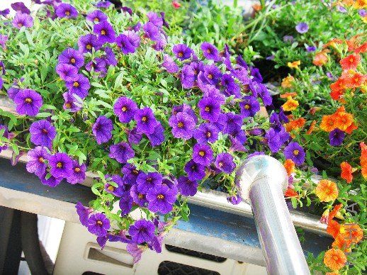 BigBull_nEO_IMG_��Ƭ 101.jpg