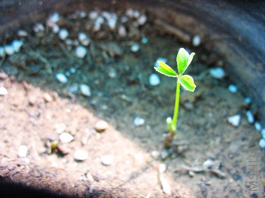 BigBull_nEO_IMG_��Ƭ 095.jpg