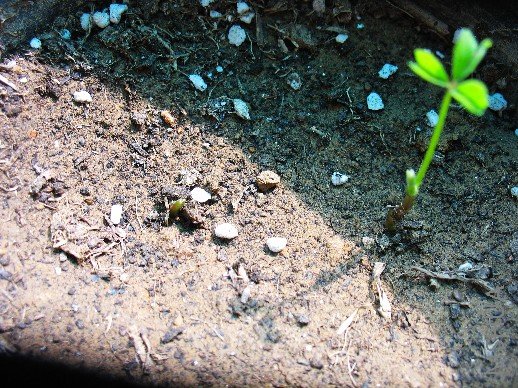 BigBull_nEO_IMG_��Ƭ 096.jpg