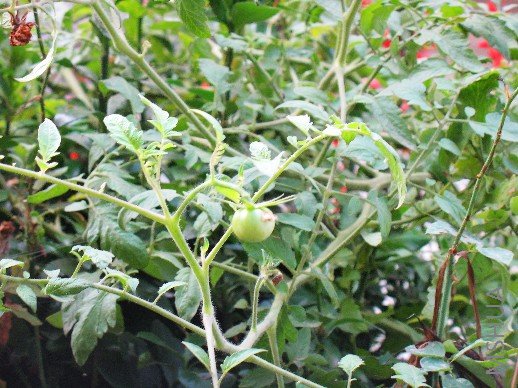 BigBull_nEO_IMG_��Ƭ 119.jpg