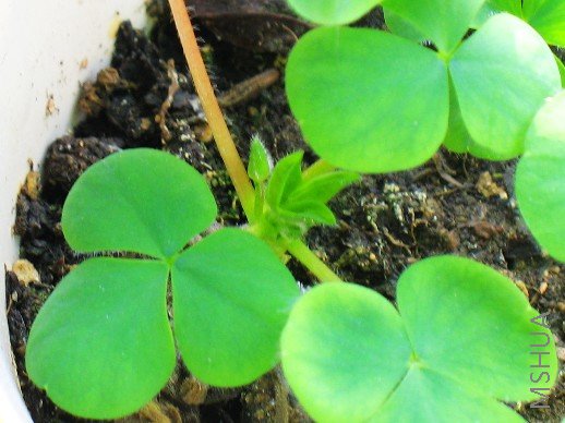 BigBull_nEO_IMG_��Ƭ 091.jpg