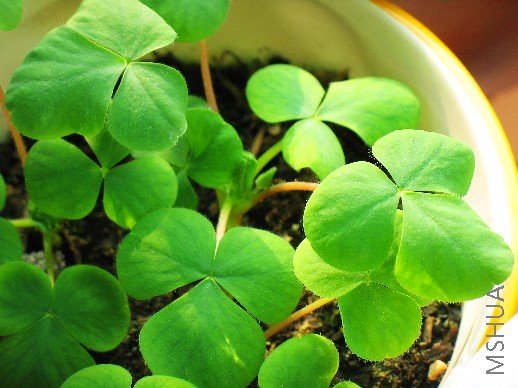 BigBull_nEO_IMG_��Ƭ 089.jpg