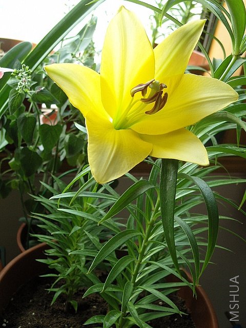 ���ϻ���������߲�30���ף����Ǹ�С����