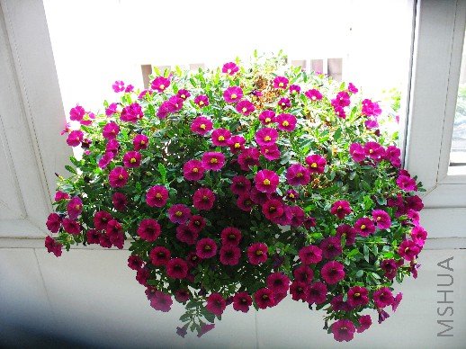 BigBull_nEO_IMG_��Ƭ 104.jpg