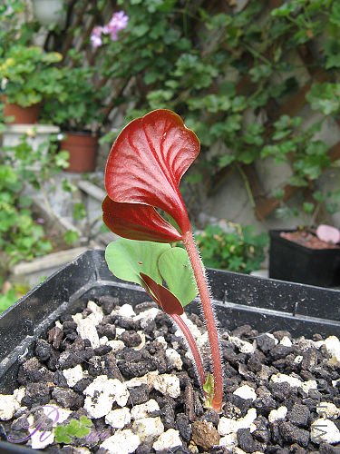 O'Luteola Glavca3.jpg