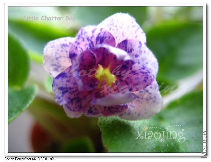 Little Chatter Box-1.jpg