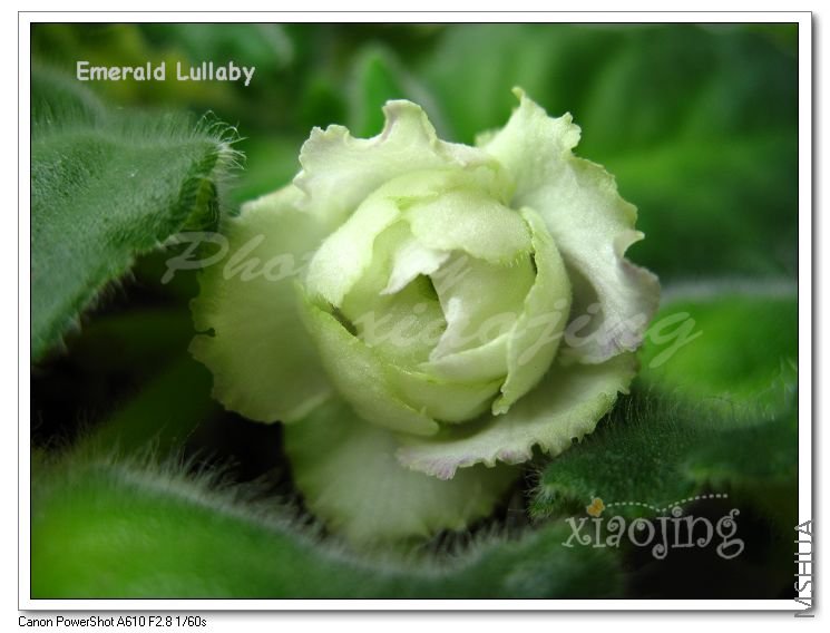 Emereald Lullaby.jpg