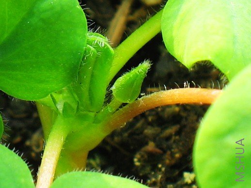 BigBull_nEO_IMG_��Ƭ 090.jpg