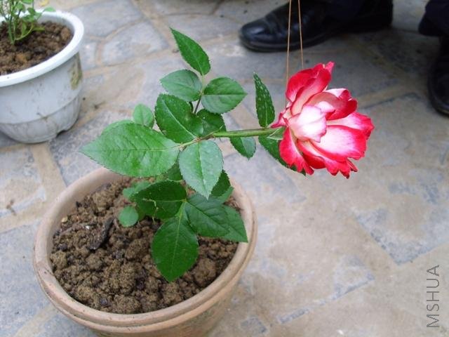 IMG_0278.JPG