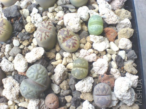 ��Ƭ 066.jpg