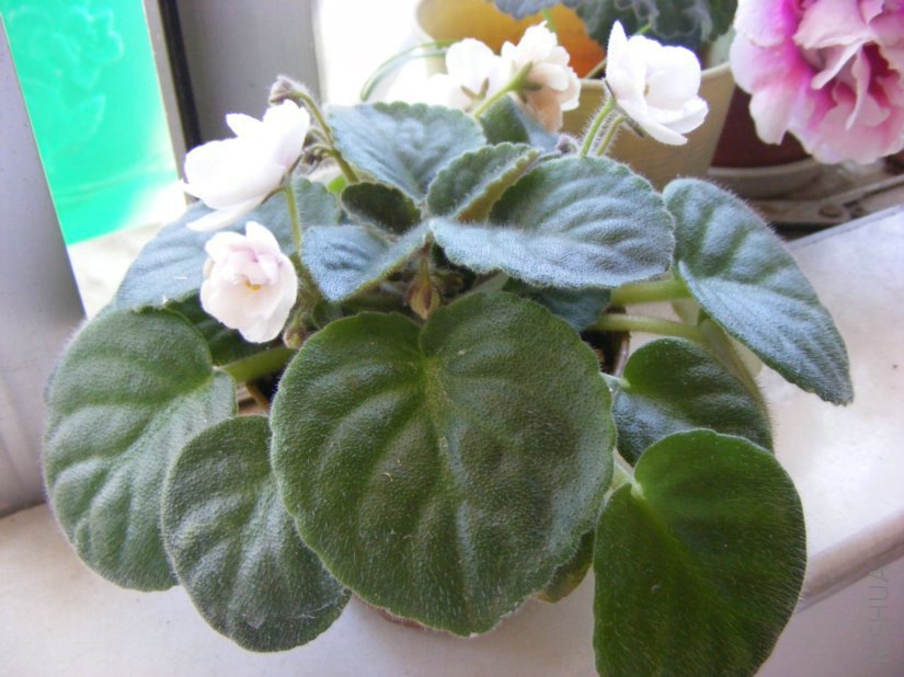 DSCF1911.jpg