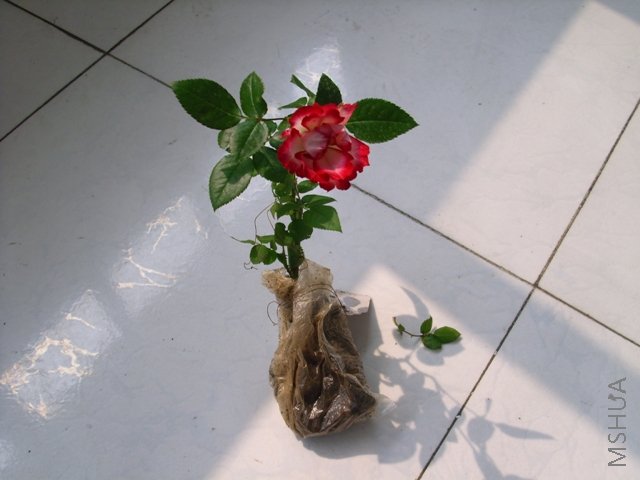 IMG_0273.JPG
