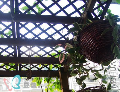 ͷ����ľ����