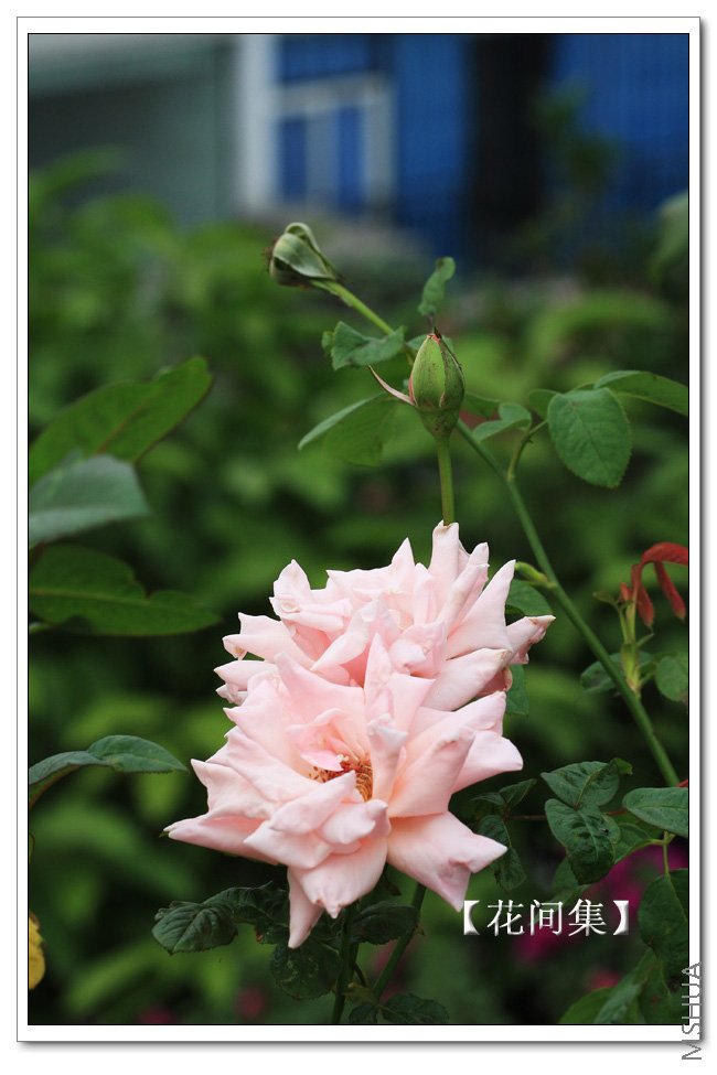 IMG_9893 ����.jpg