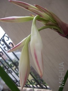 100_3918.jpg
