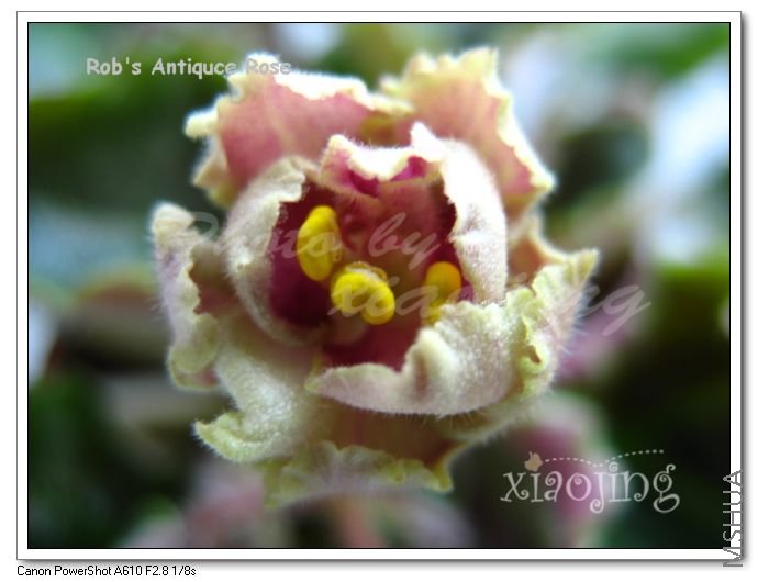 Robs Antiquce Rose-2.jpg