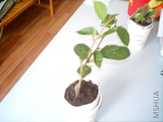 IMAG0043.JPG