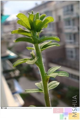 hirta �����л����ˡ���������