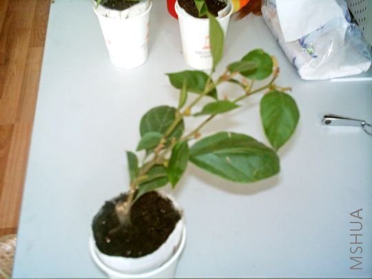 IMAG0038.JPG