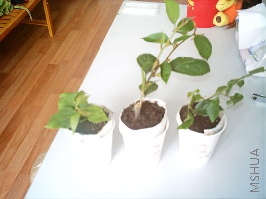 IMAG0039.JPG
