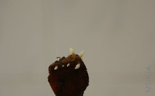 DSC02111.JPG