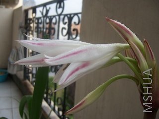 100_3921.jpg