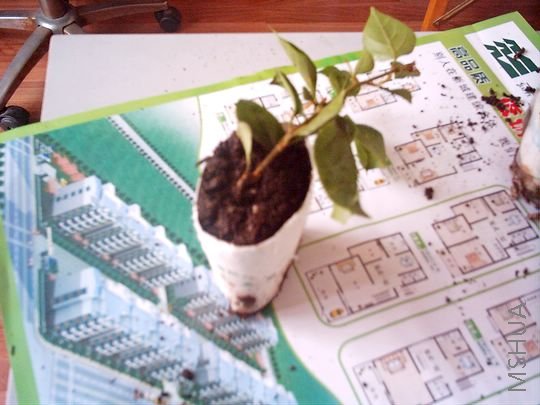 IMAG0031.JPG