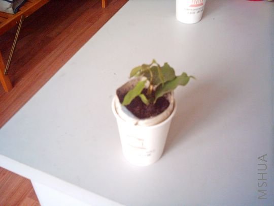 IMAG0044.JPG