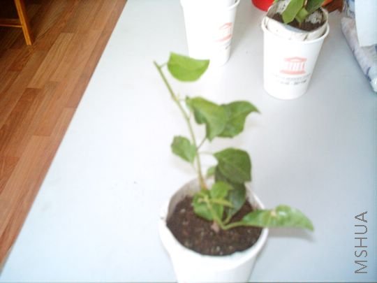 IMAG0046.JPG
