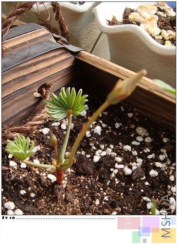 parma pink �����Ѿ���ʾɫ�ˣ������ĺ��ˣ���