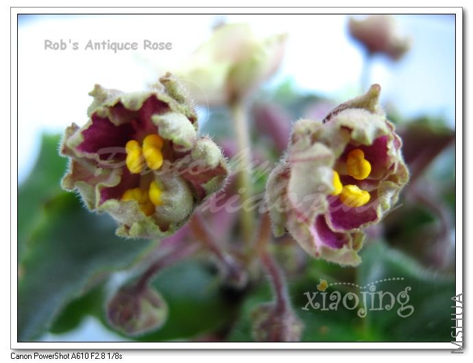 Robs Antiquce Rose-1.jpg