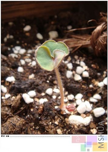 luteola var marginata ��ʼ���ڶ�ƬҶ���ˣ���ɰ�