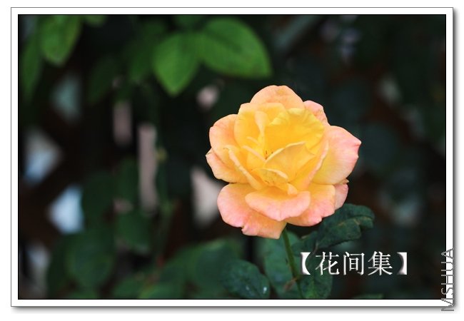 IMG_9892 ����.jpg