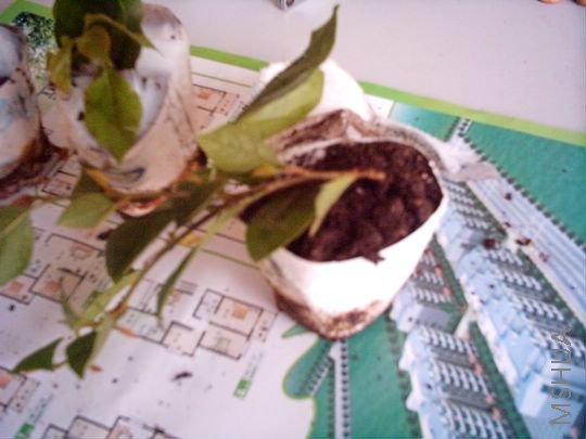 IMAG0030.JPG