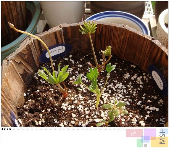 �������һ����������������ţ������ֻ�û�г�ѿ����̫����һ���ģ����Լ��������ģ�����ʱ��ε��������� ...