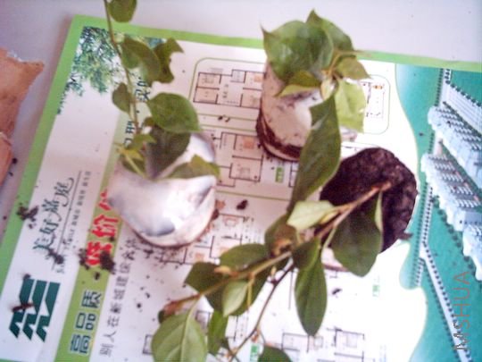IMAG0033.JPG