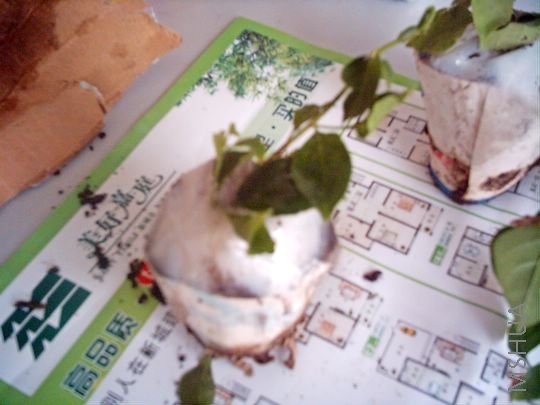 IMAG0029.JPG