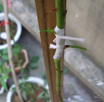 IMG_0285.JPG