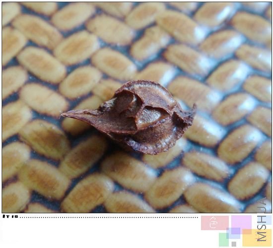 high pink �������û��ѿ��Ҳ������