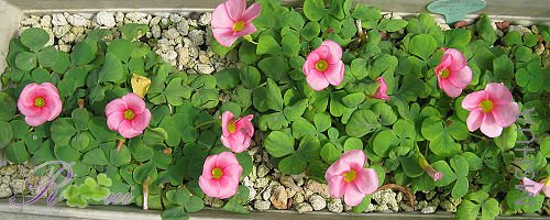 ��-ܽ�ط� 19.jpg