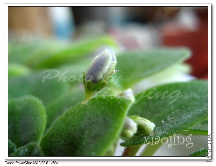 Honey Blue Ace-1.jpg