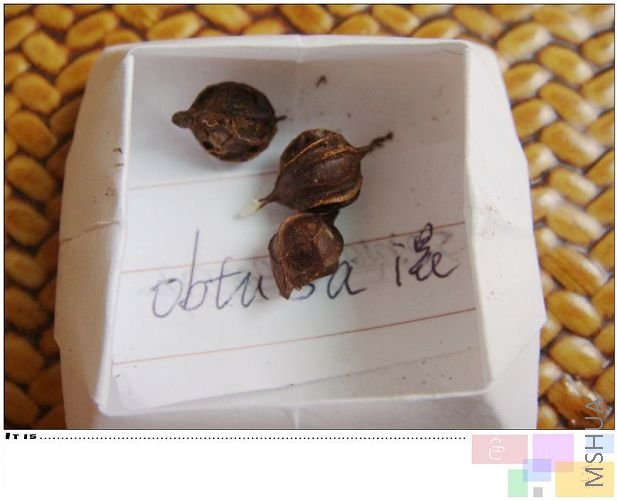 obtusa��ɫ��ϣ��һ��һ��ɫ���Ǿ�����ɫ��