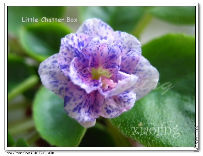 Little Chatter Box-3.jpg