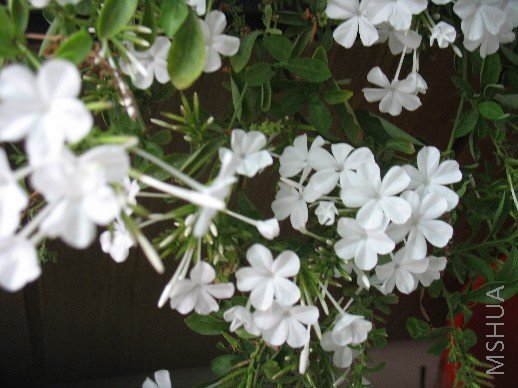 BigBull_��Ƭ 007.jpg